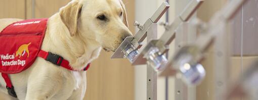 Medical detection dog sniffing samples in a laboratory setting.