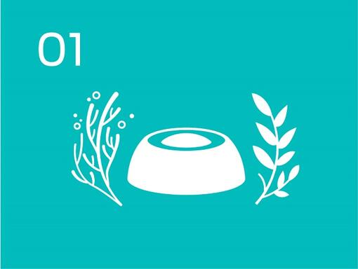 Infographic bowl and plants