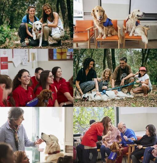 Therapy dogs helping people in various settings.