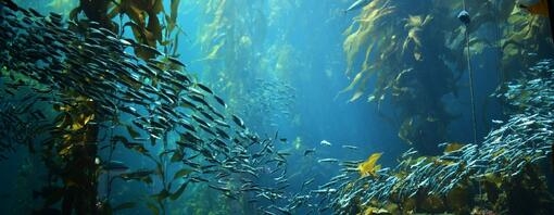 A school of fish swimming between seaweed