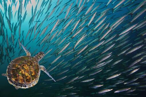 Sea turtle swimming across a school of fish