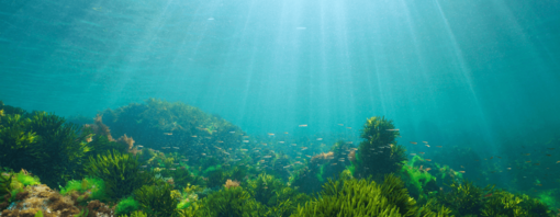 Seagrass in the bottom of the ocean