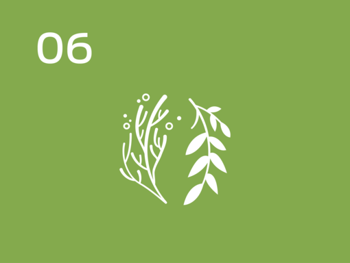 regeneration of soil and ocean ecosystems