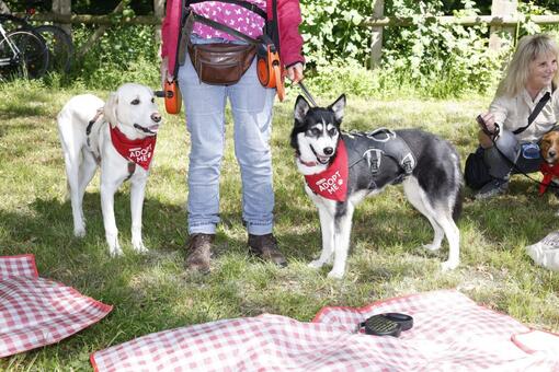 Bark Date