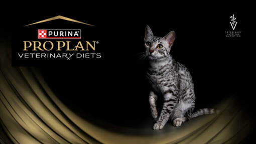 PPVD cat