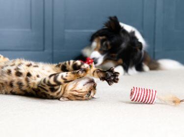 Tabby kitten playing with toy
