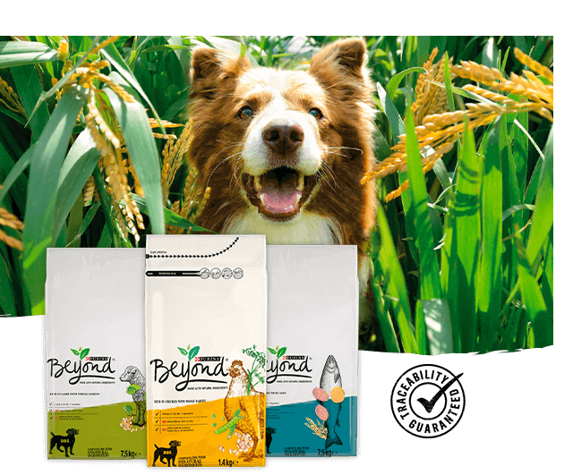 Dog Standard range Dog Standard range