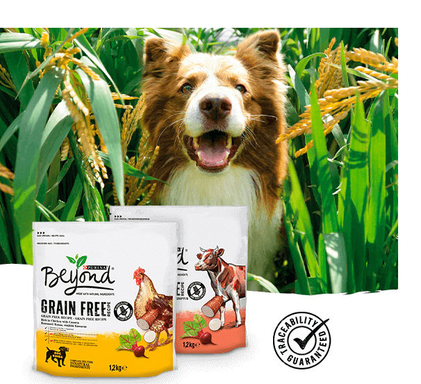 Dog Beyond Dry Grain Free Rang Dog Beyond Dry Grain Free Rang