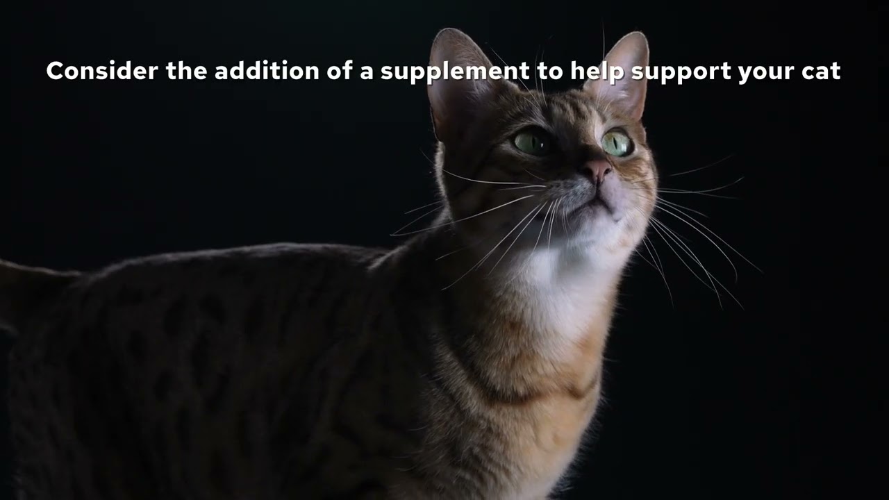 PRO PLAN® Cat Natural Defences Supplement Video