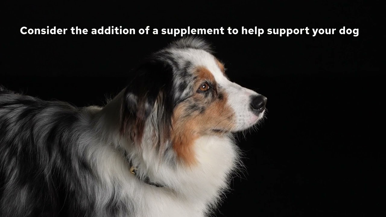 PRO PLAN® Dog Skin and Coat Supplement Video