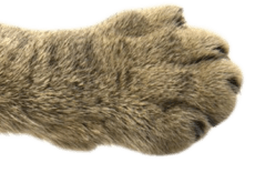 Paw Cat Desktop 1