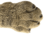 Paw Cat Desktop 2