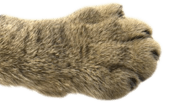 Paw Cat Mobile